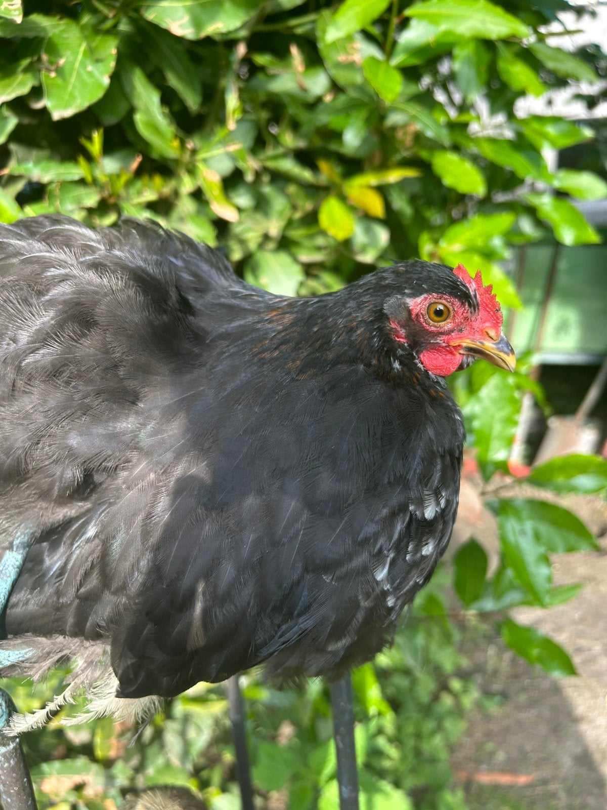 Cochin haantje (zwart), Dieren en Toebehoren, Mannelijk, Kip