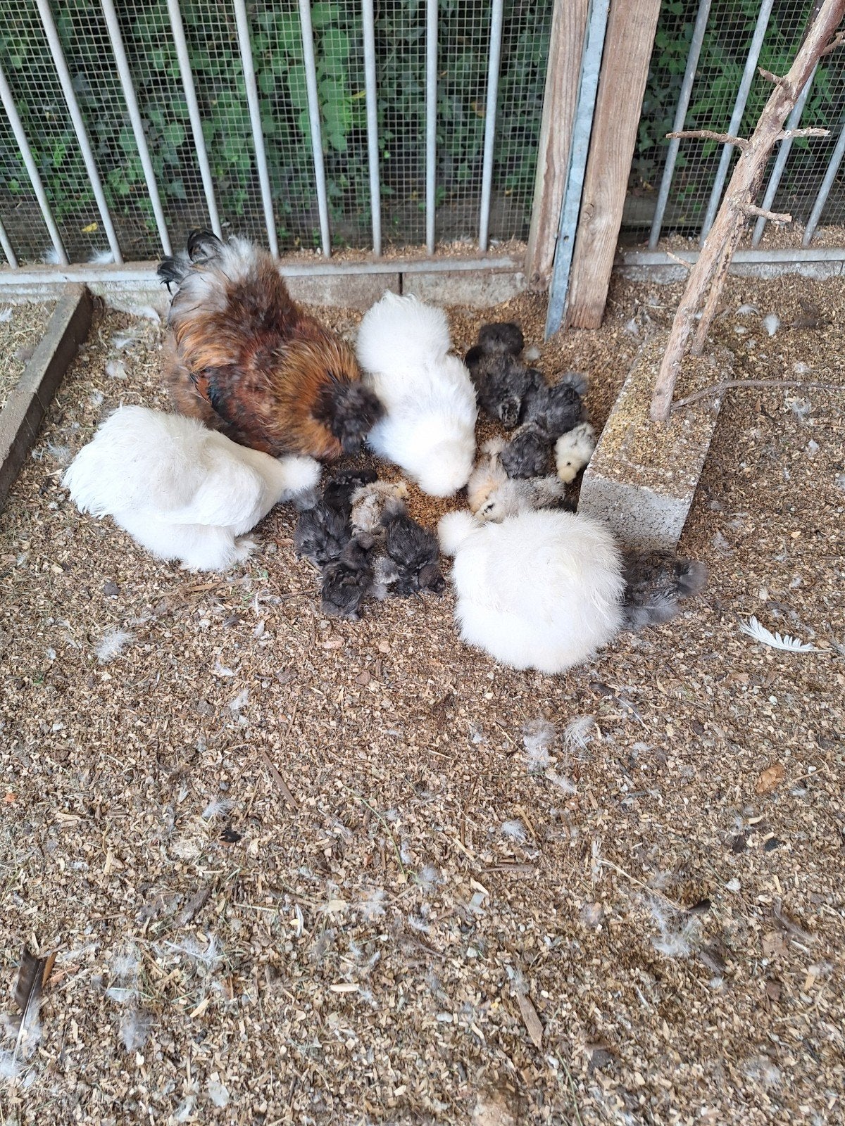 Zijdehoenders, Dieren en Toebehoren, Pluimvee