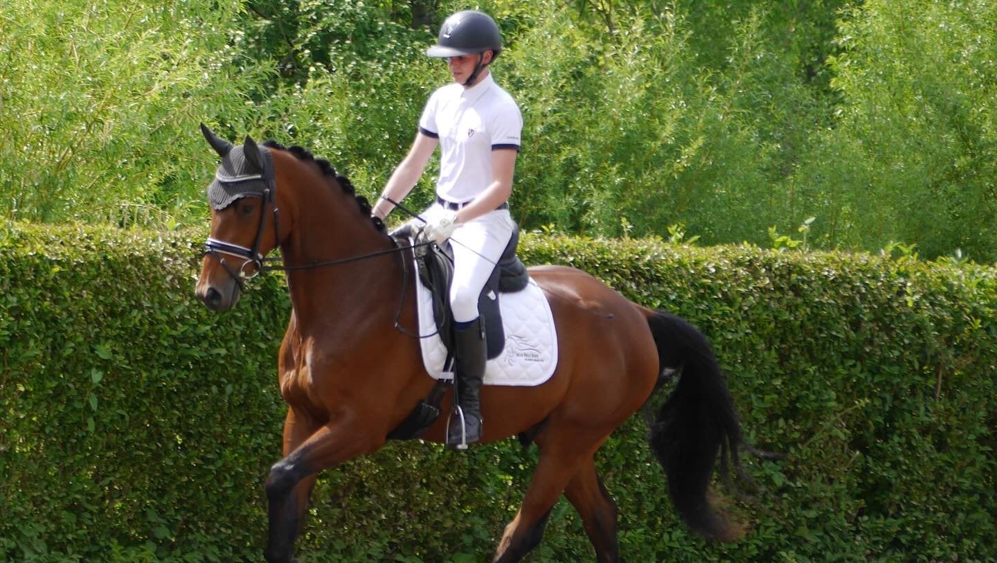 Paard te koop, Dieren en Toebehoren, Springpaard, Ruin, 3 tot 6 jaar, 165 tot 170 cm