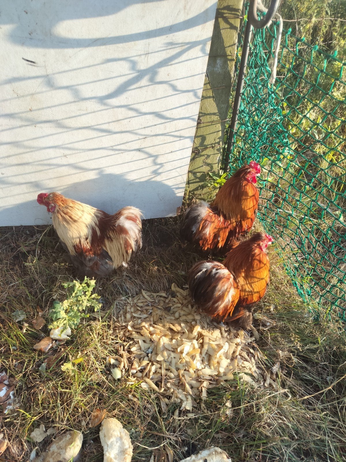 krielhanen, Dieren en Toebehoren