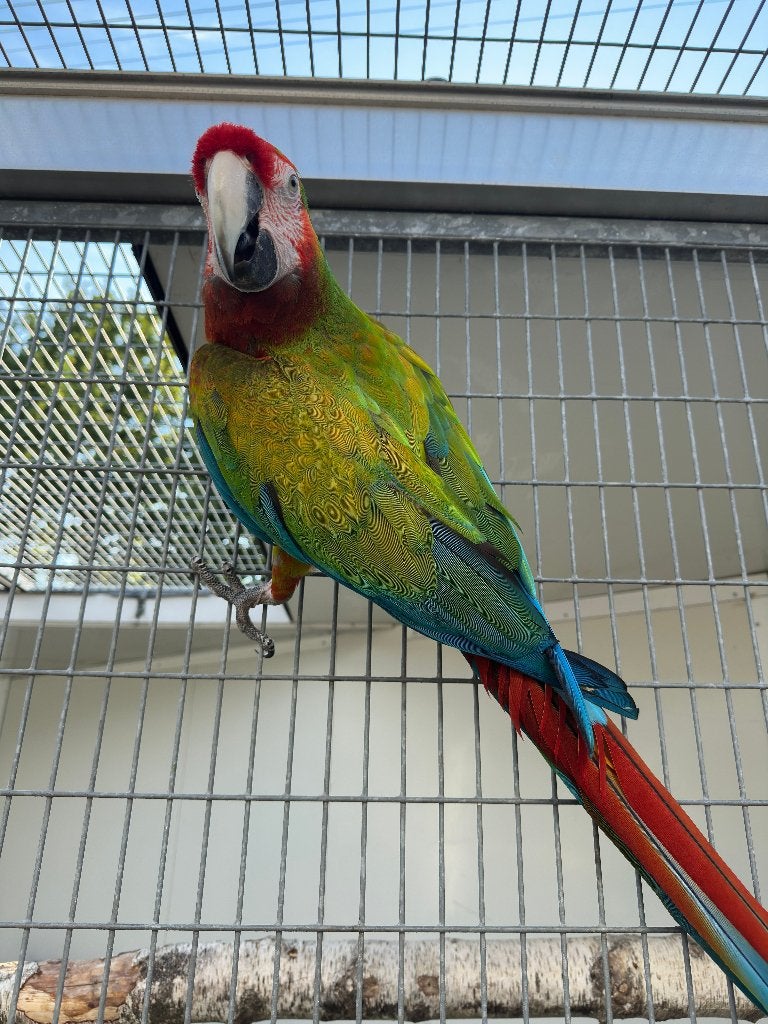 shamrock ara x miligold ara, Plusieurs animaux, Perroquet, Bagué