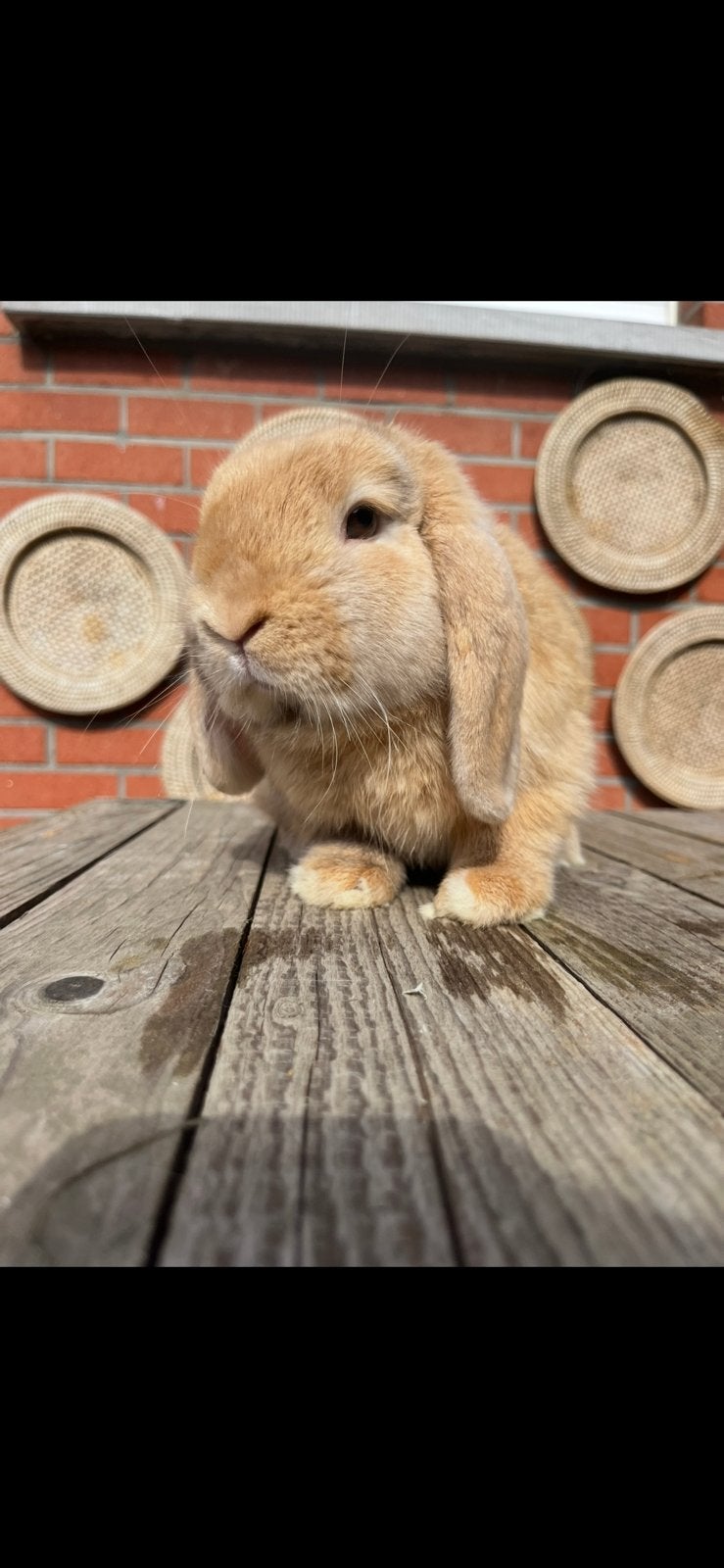 Minilop ram, Dieren en Toebehoren, Mannelijk, Klein, Hangoor, 0 tot 2 jaar