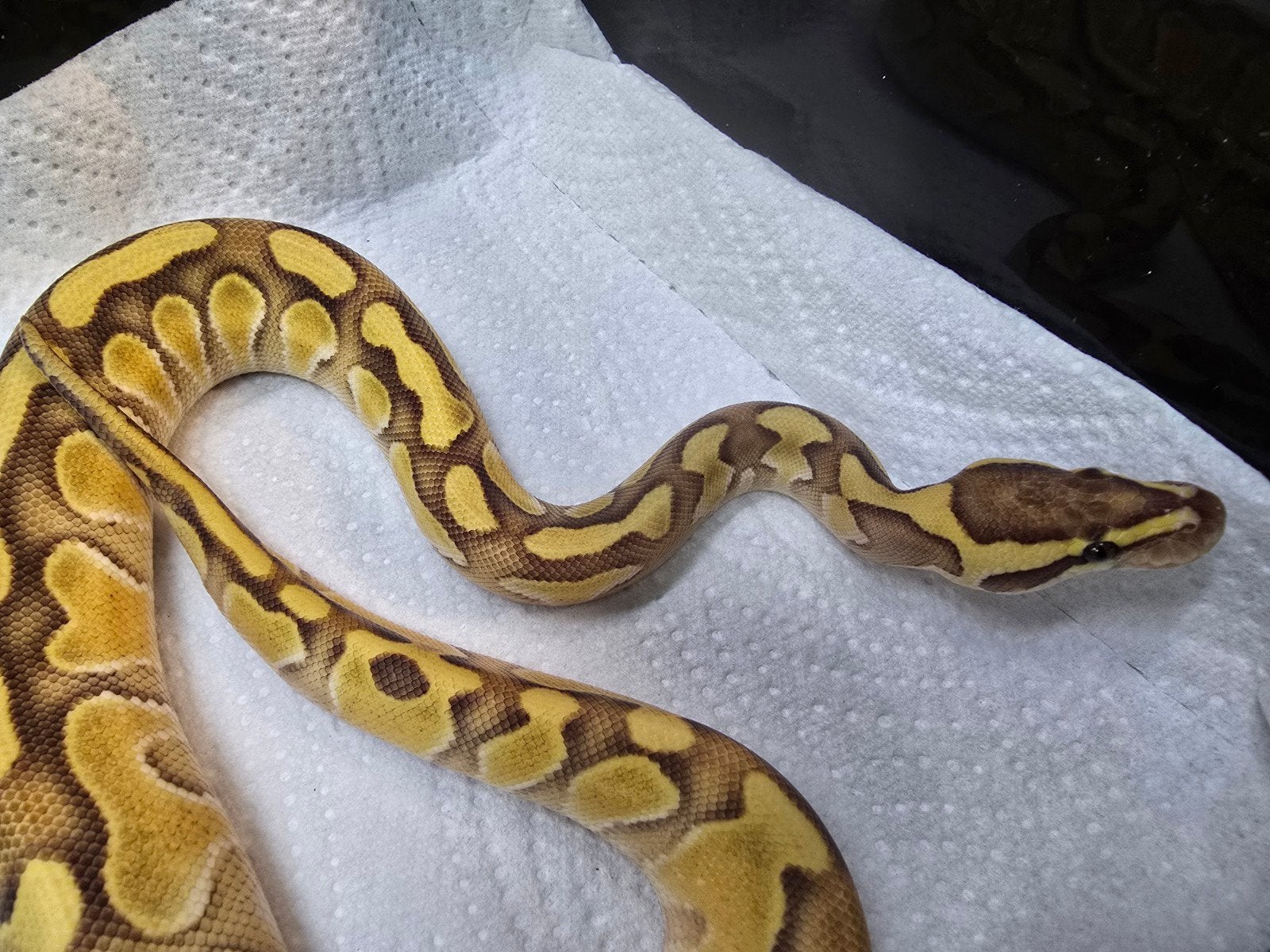 Koningspython (Python regius) – diversen kleuren nk 202 Ball Python photo 4