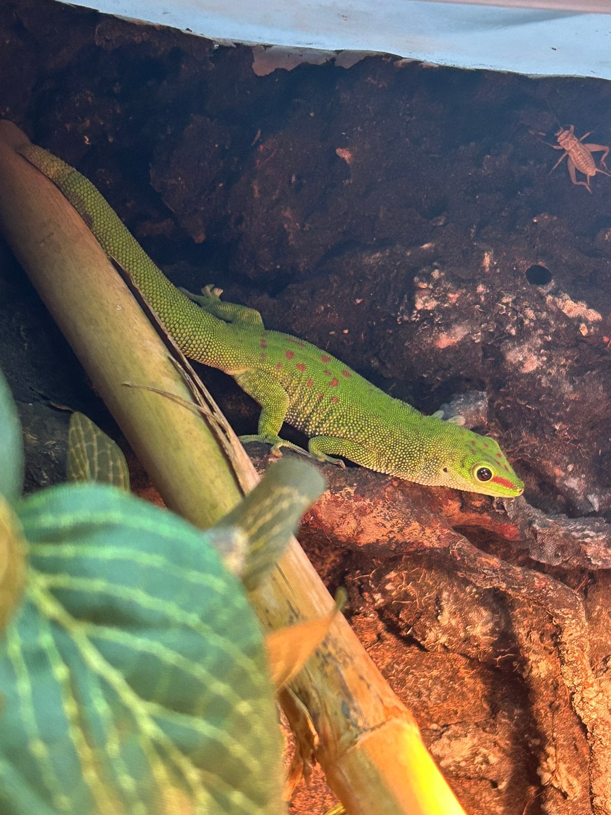 Phelsuma Madagascariensis Grandis, Animaux & Accessoires, Reptiles & Amphibiens, Lézard, 0 à 2 ans