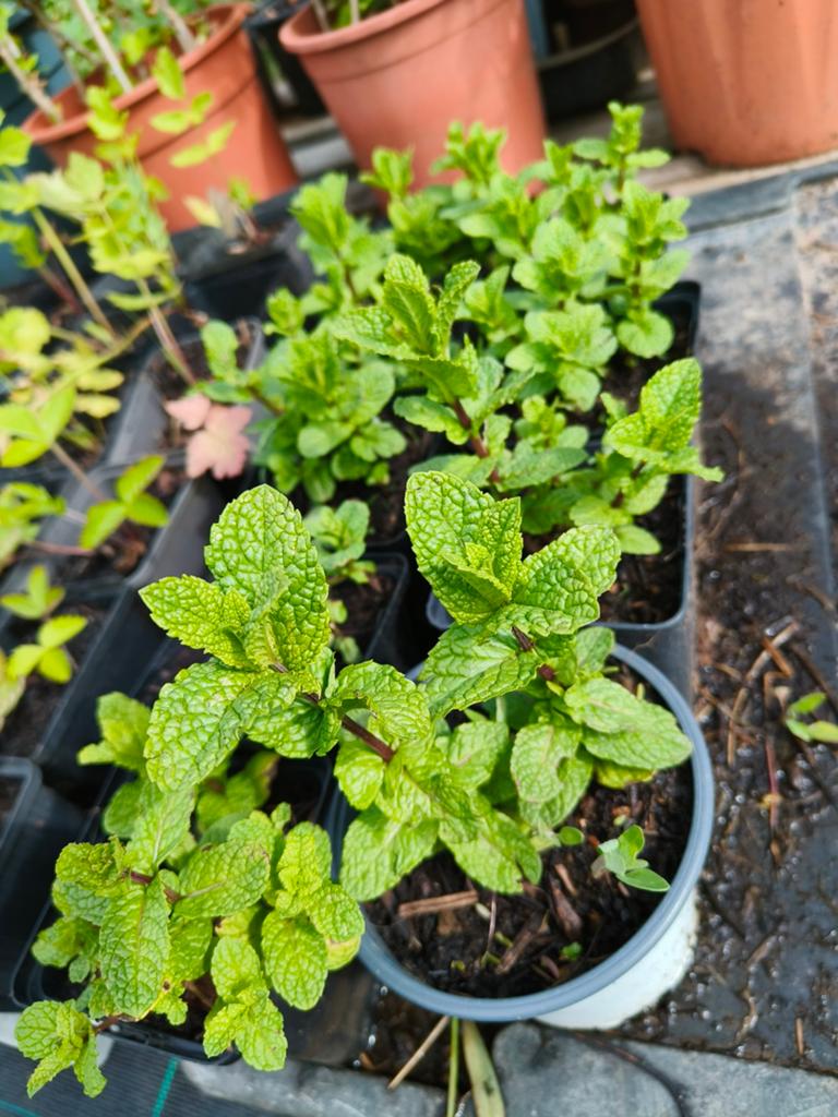 Kruidenplantjes, Ophalen