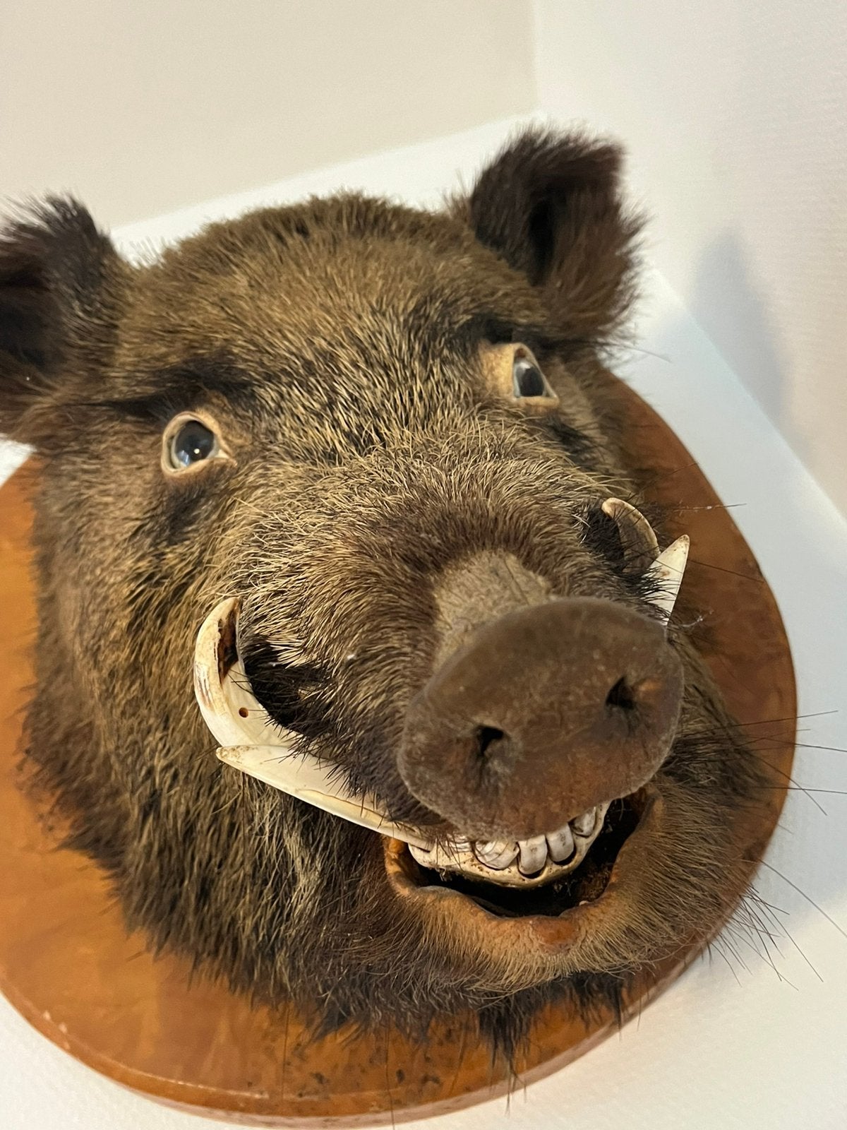 Taxidermie everzwijn, Enlèvement, Comme neuf