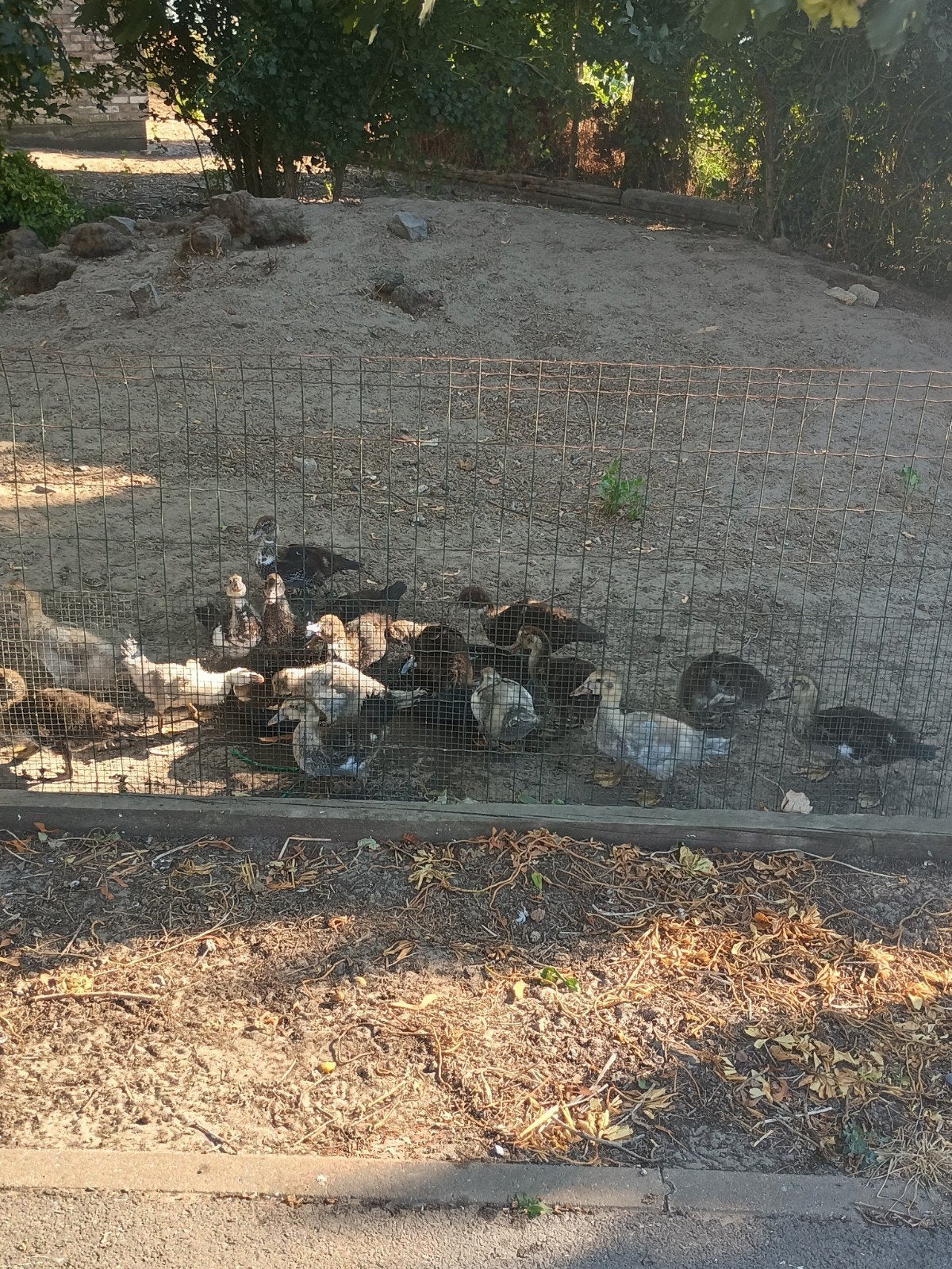 barberie eenden, Dieren en Toebehoren, Pluimvee