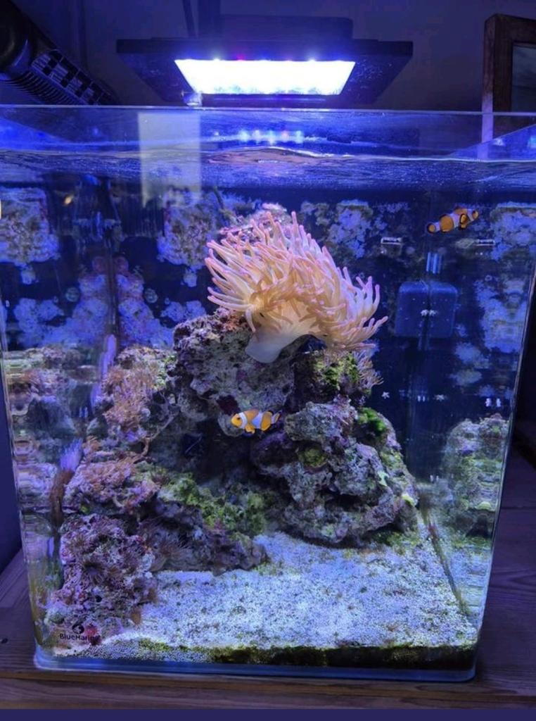 Aquarium eau de mer URGENT, Enlèvement ou Envoi