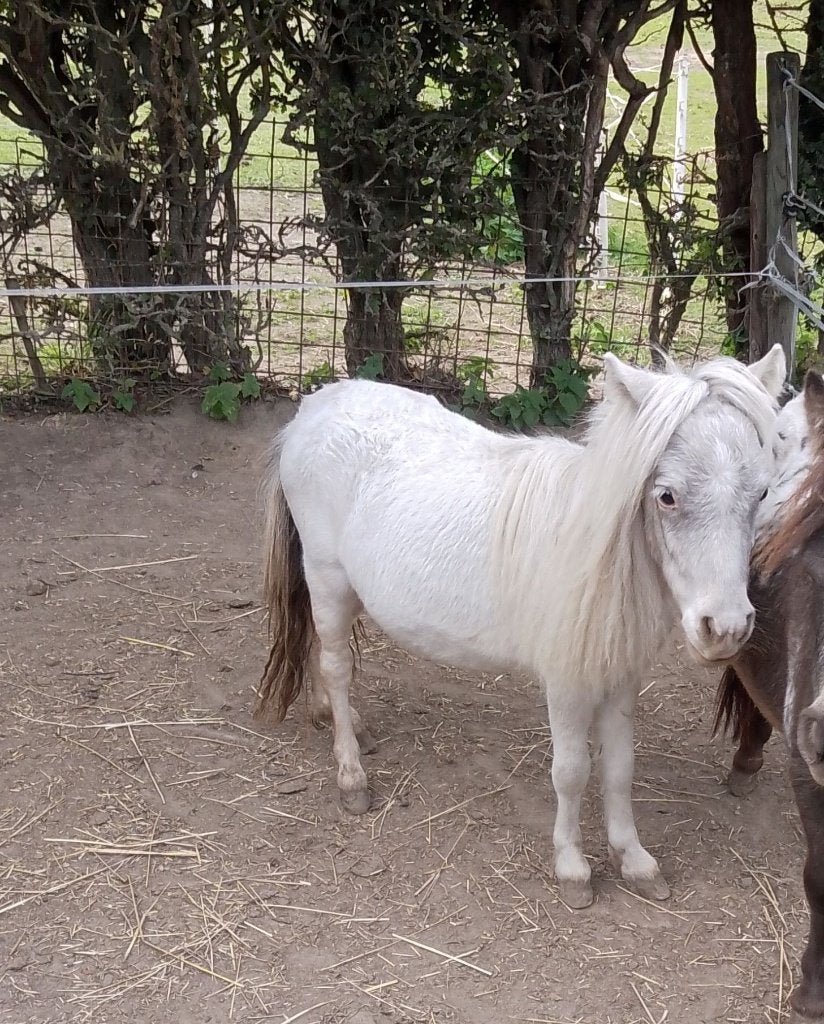 1j mini hengst 61cm!!  2 AMHA  merries, Dieren en Toebehoren, Meerdere dieren, Met stamboom