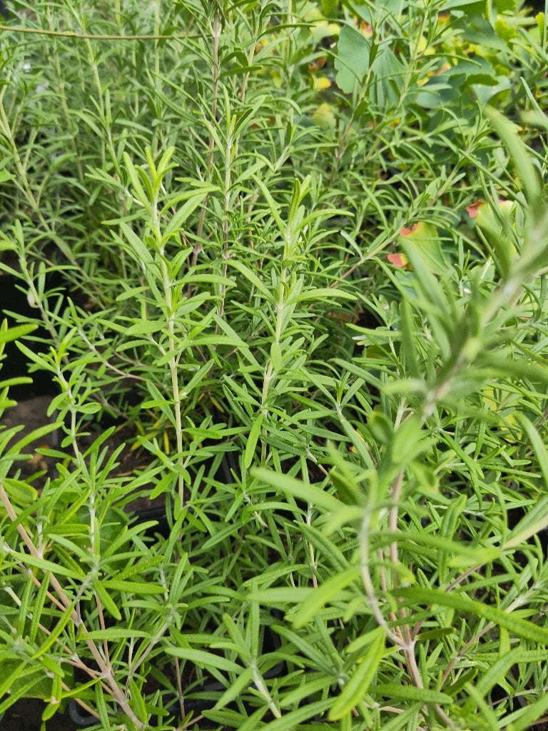 Rozemarijn, Volle zon, Vaste plant, Lente, Ophalen