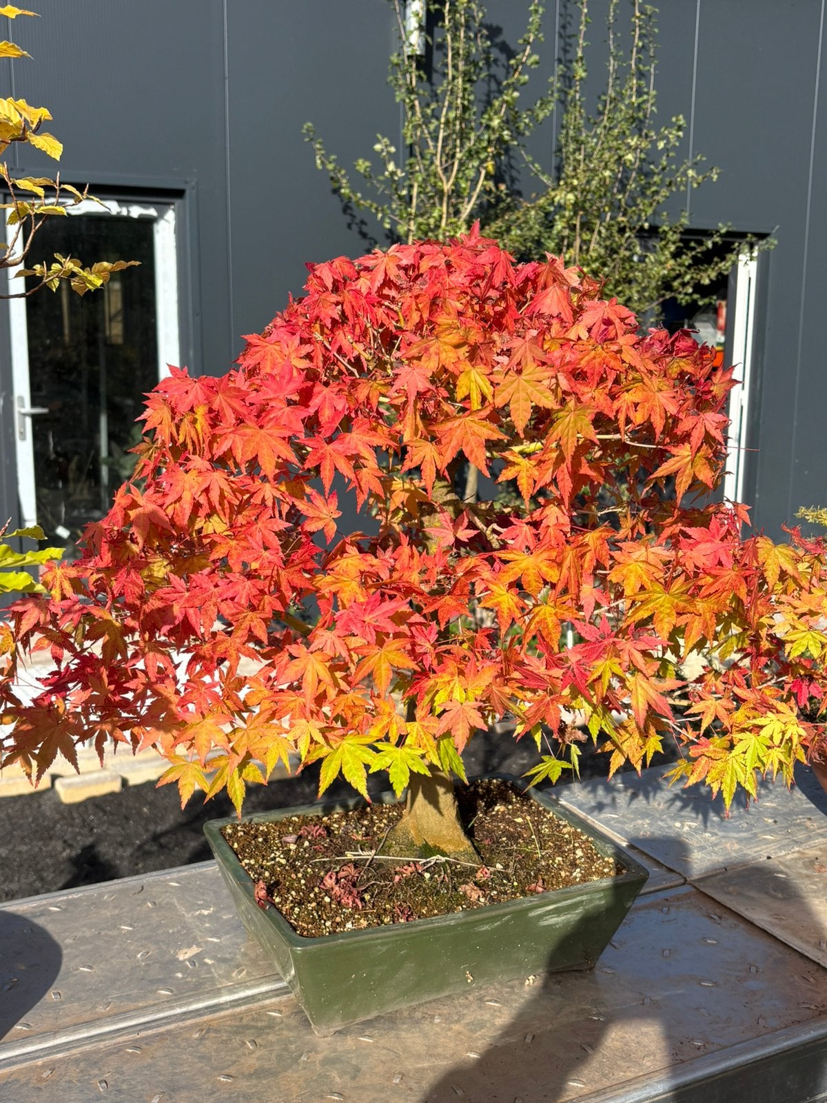 Bonsai acer palmatum, Tuin en Terras, Ophalen, Halfschaduw, Overige soorten, Minder dan 100 cm