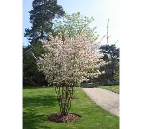 Amelanchier lamarckii / meerstammig krentenboompje 175/200, Ophalen, In pot