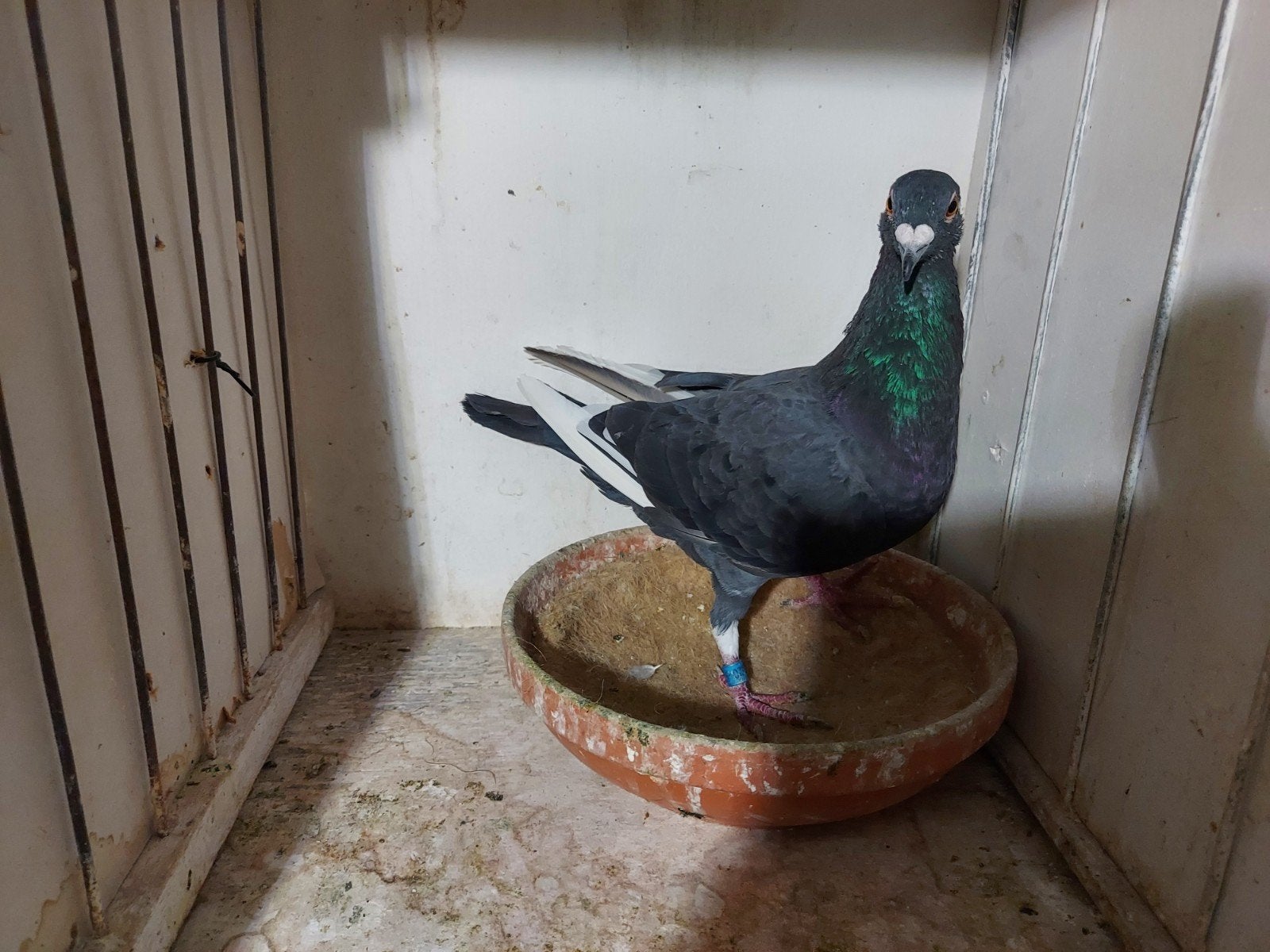 zwarte kweekduiver 2026, Dieren en Toebehoren, Mannelijk, Postduif