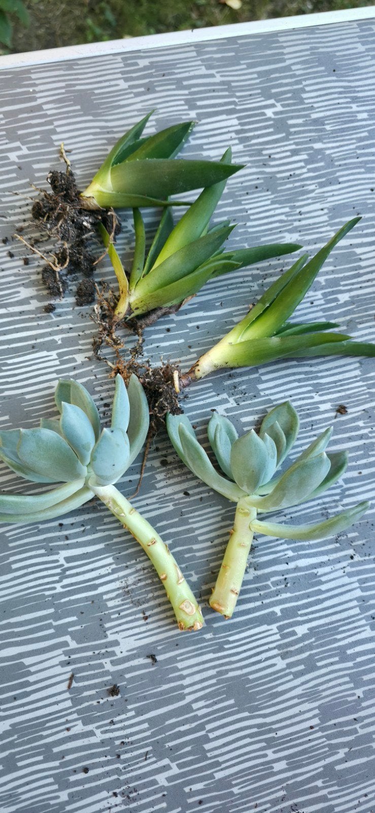 succulents a vendre, Ophalen of Verzenden, Volle zon