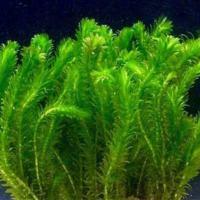 Verse bosjes waterpest aquariumplant, Dieren en Toebehoren, Ophalen, Zo goed als nieuw
