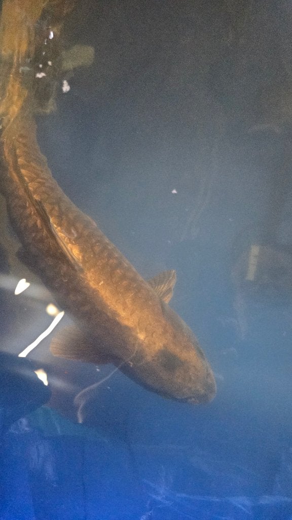 Chagoi koi 70 cm