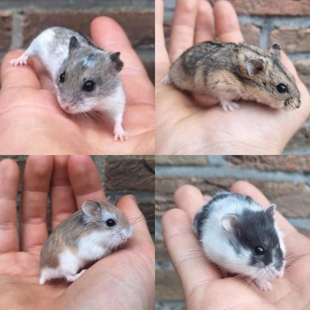 Verschillende soorten dwerghamsters *kunnen samen leven., Dieren en Toebehoren, Hamster, Februari, Meerdere dieren, Tam