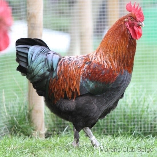 4 haanen, Animaux & Accessoires, Volatiles, Poule ou poulet