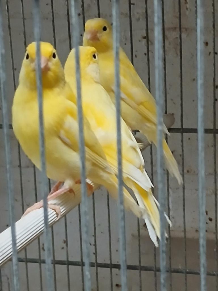 Jonge kanaries, Dieren en Toebehoren, Vogels | Kanaries, Meerdere dieren, Zangkanarie