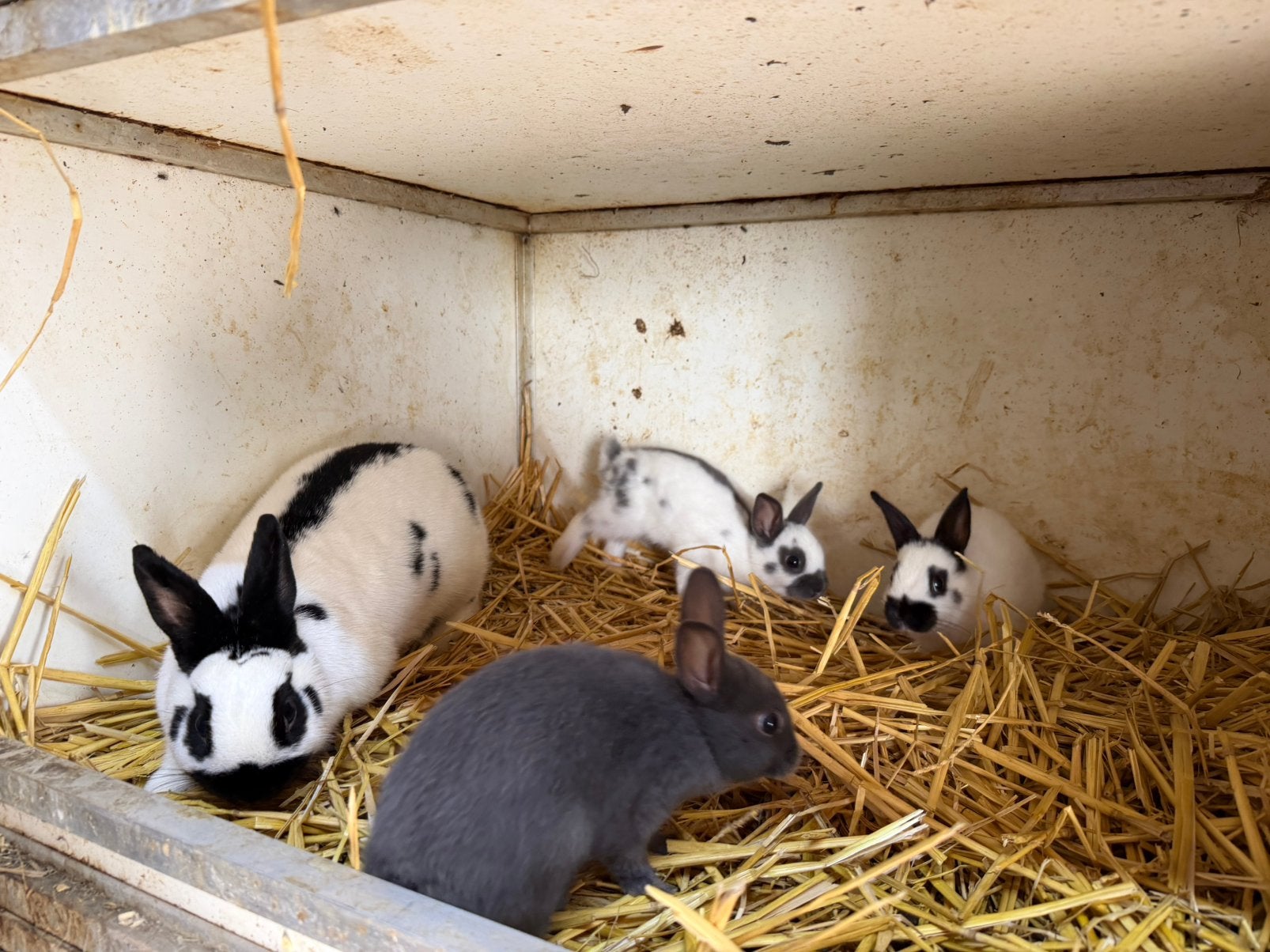 Dwergkonijn met 3 jongen, Dieren en Toebehoren, Konijnen