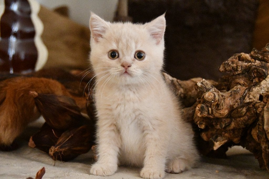 Brits Korthaar kitten, Chat, Avec pedigree, 0 à 2 ans
