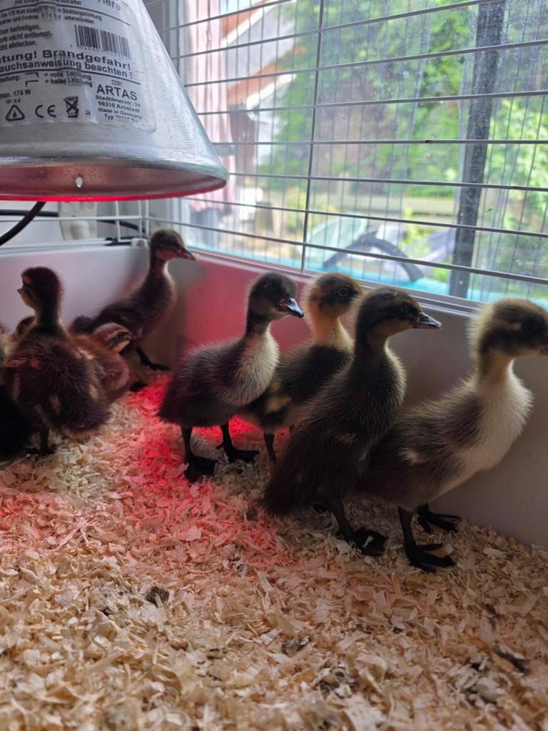 Loopeendjes, Dieren en Toebehoren