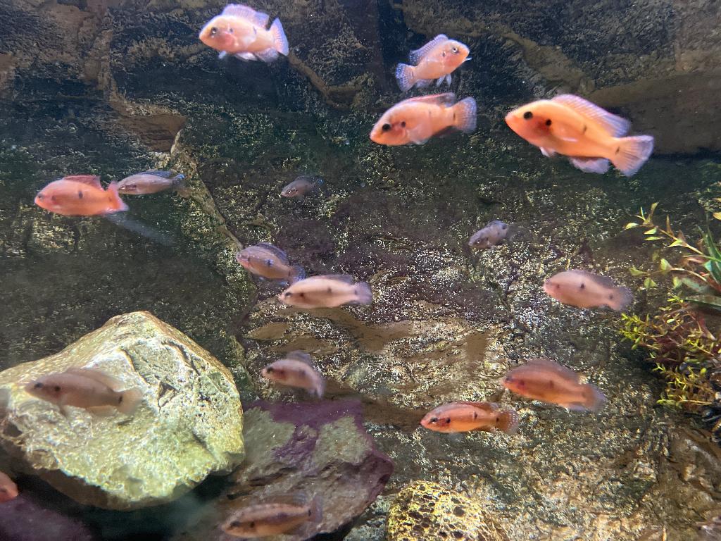 Oranje kleine Afrikaanse Chiclids, Dieren en Toebehoren, Vissen | Aquariumvissen, Zoetwatervis, Vis