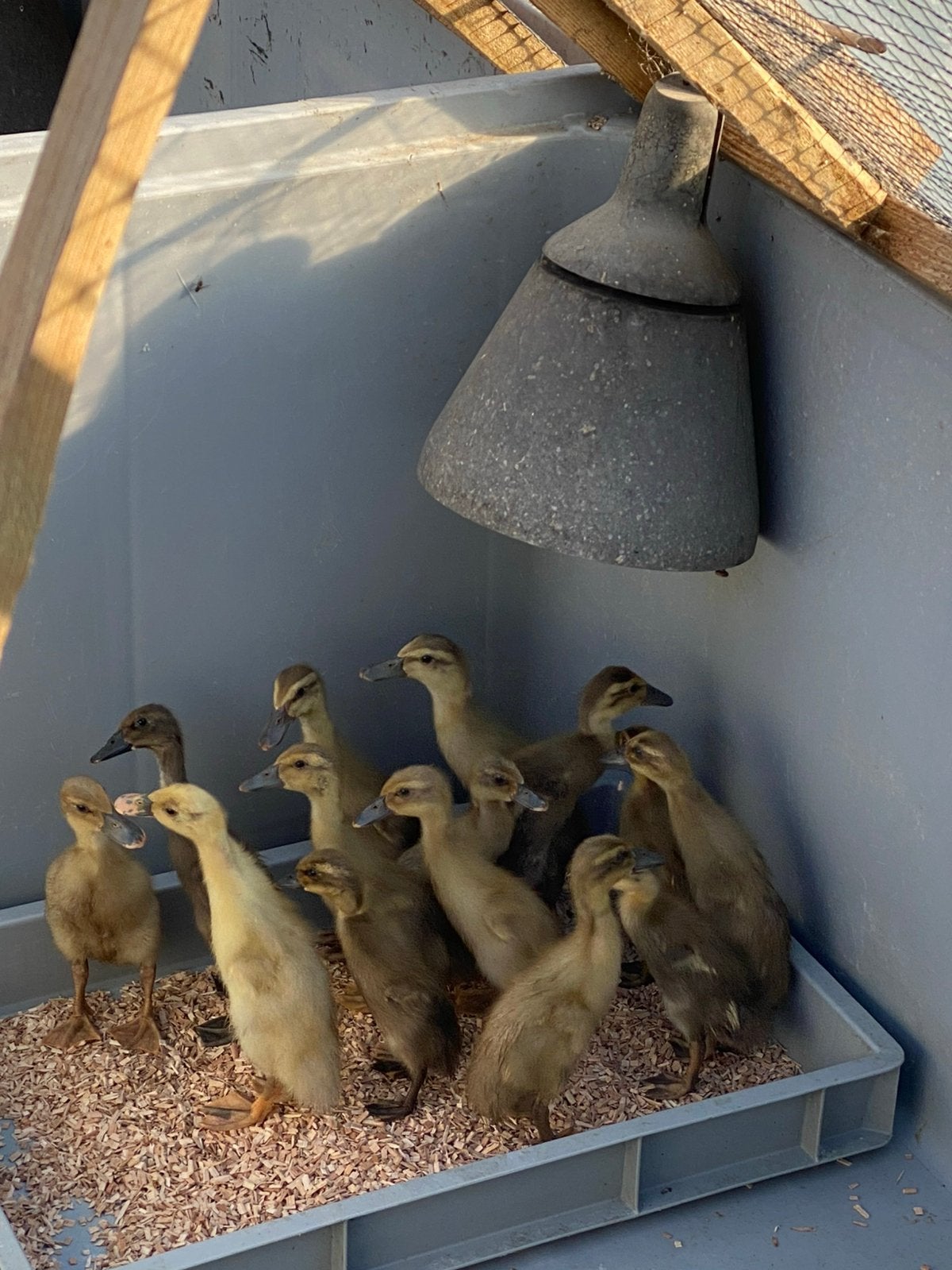Indische loopeend kuikens, Meerdere dieren, Eend