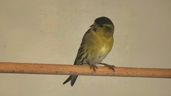Sijsjes & Sijzen, Dieren en Toebehoren, Meerdere dieren, Wildzangvogel, Geringd