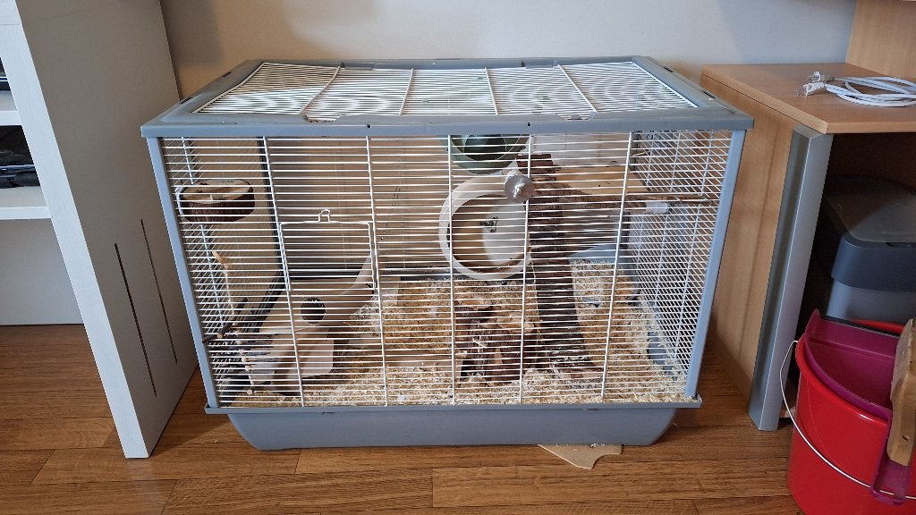 2 kleurmuizen, kooien en accessoires, Dieren en Toebehoren, Knaagdieren, Vrouwelijk, Muis, Maart, Tam