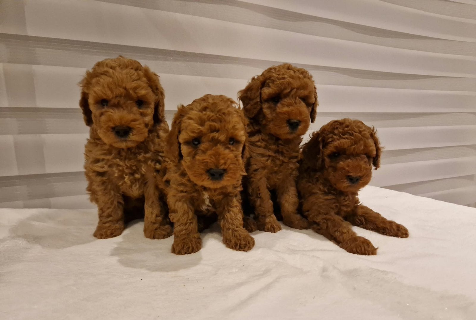 Abrikooskleurige poedelpups met stamboom zoeken een mandje!, Poedel, België, Particulier, 8 tot 15 weken