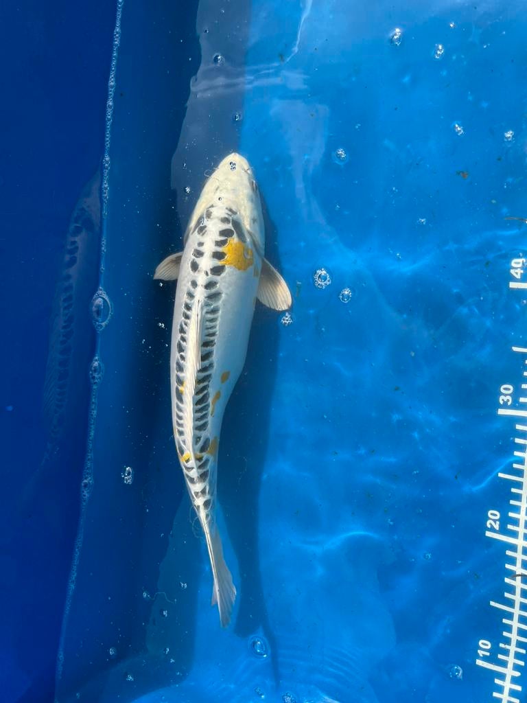 Koi te koop, Karper of Koi