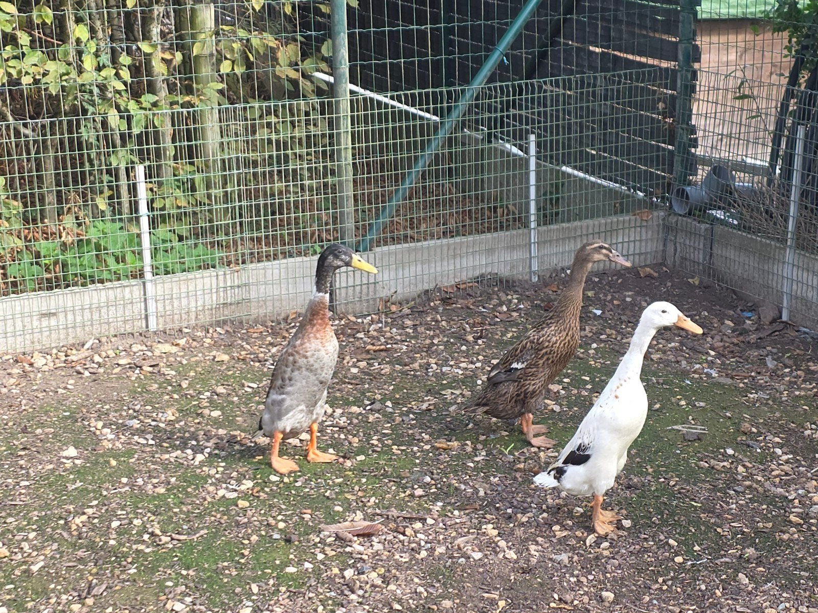 mooi trio loopeendjes, Animaux & Accessoires, Canard