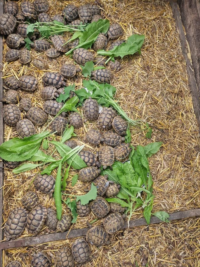 Griekse landschildpadjes 85 €, Schildpad, 3 tot 6 jaar