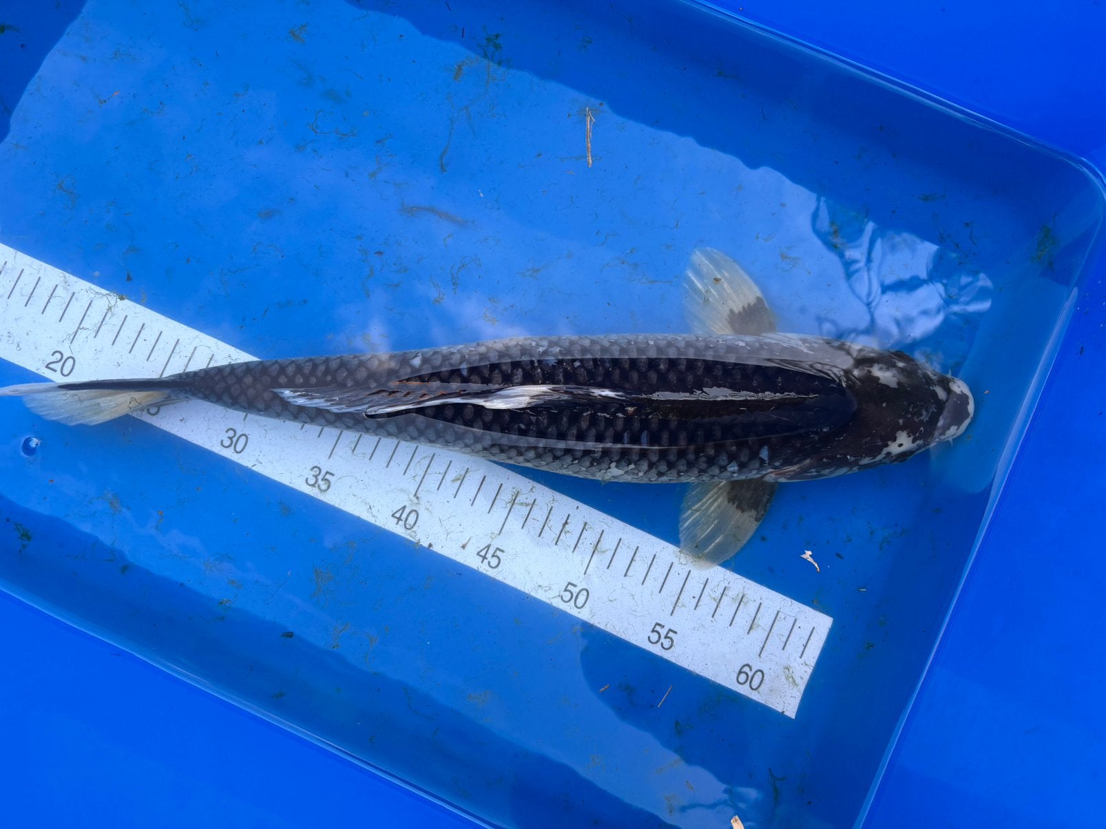 Koi - Kikokuryu, Animaux & Accessoires, Poissons | Poissons d'étang