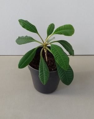 Euphorbia leuconeura - de Madagascar Jewel (kamerplant), Huis en Inrichting, Kamerplanten, Ophalen, Vetplant, In pot