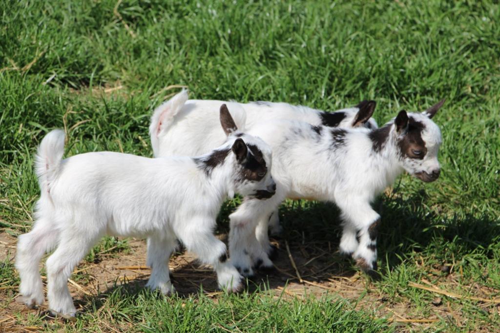 Mini dwerggeit miekes, Dieren en Toebehoren, Schapen, Geiten en Varkens, Vrouwelijk, Geit, 0 tot 2 jaar