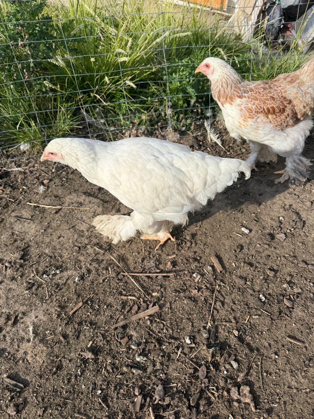 Twee brahma hennen te koop