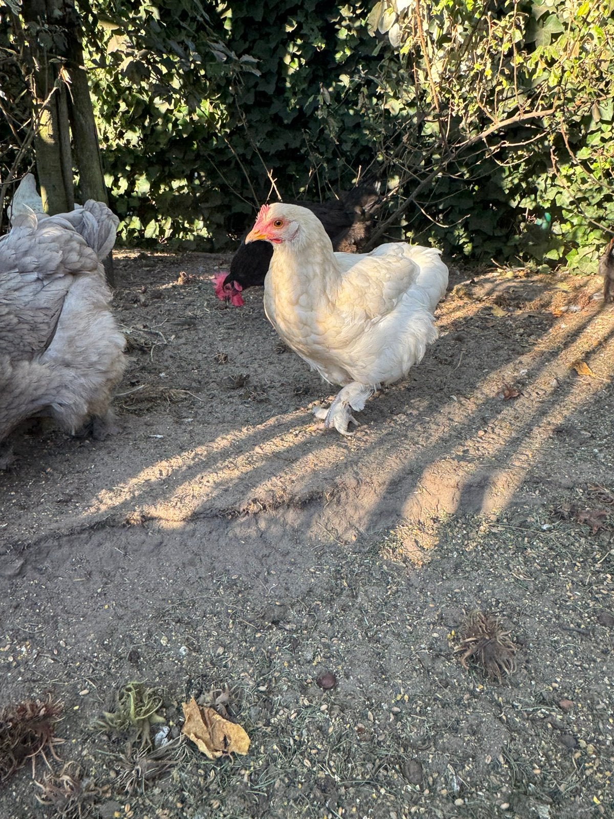 Hennetje en haantje te koop, Meerdere dieren, Kip