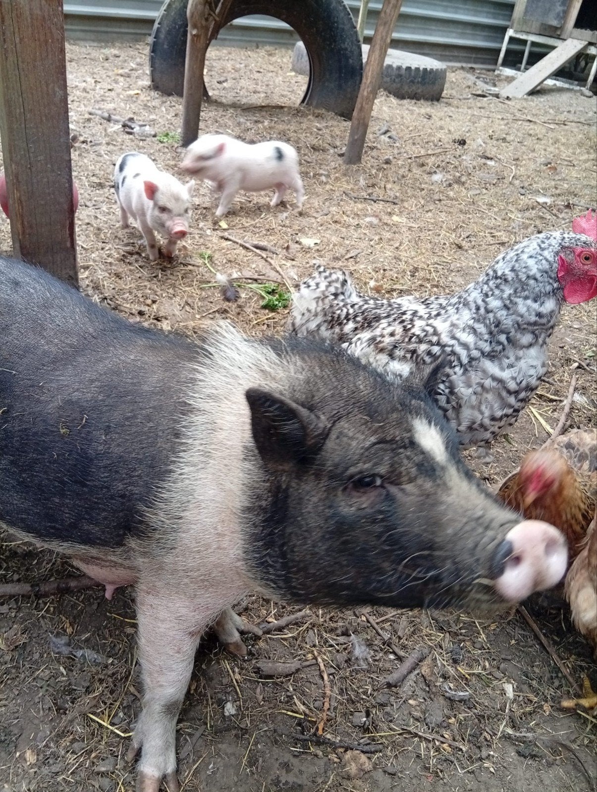lief vrouwtje gottinger mini varken, Dieren en Toebehoren