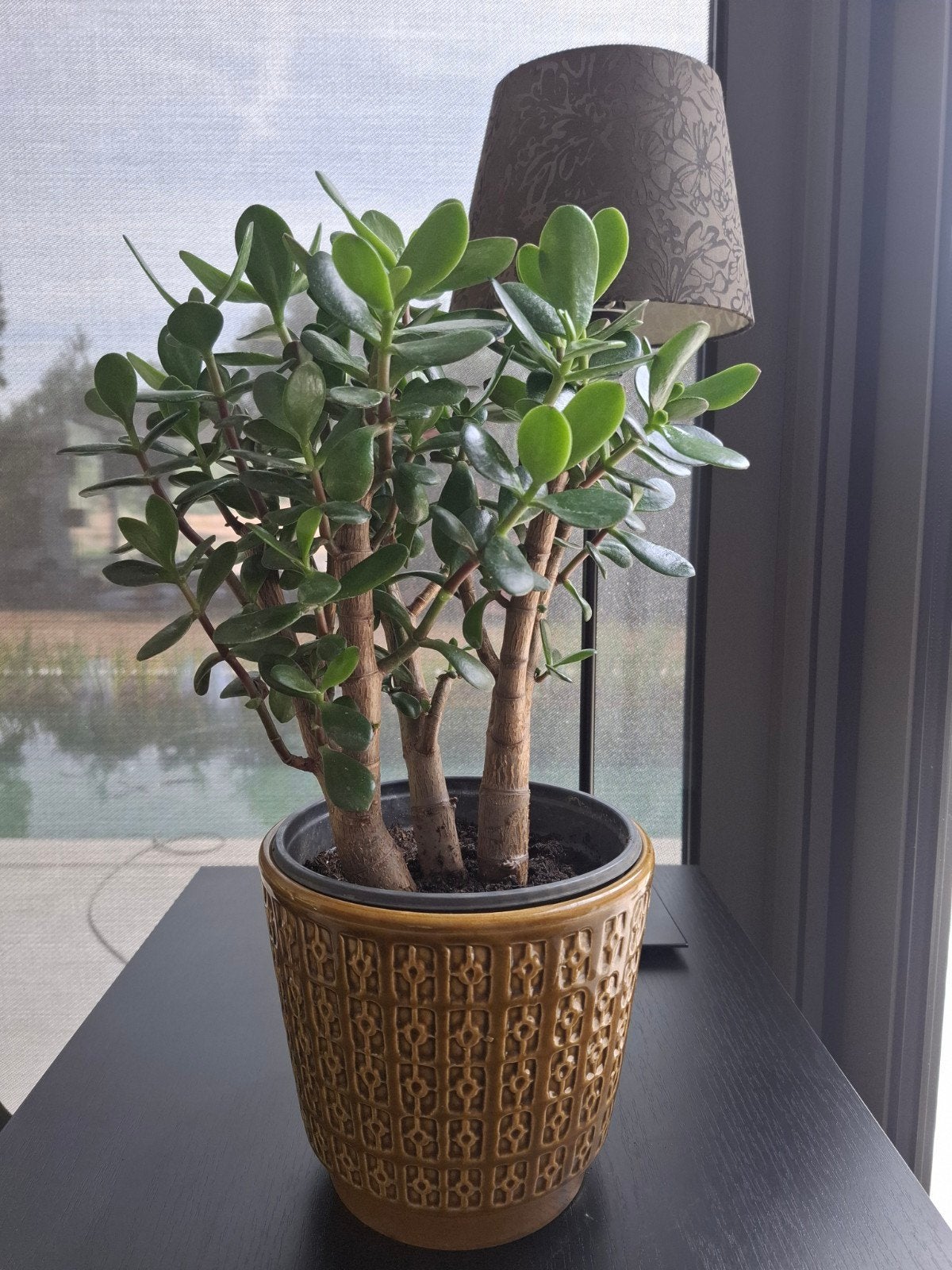 crassula succulente, Enlèvement, Plante succulente