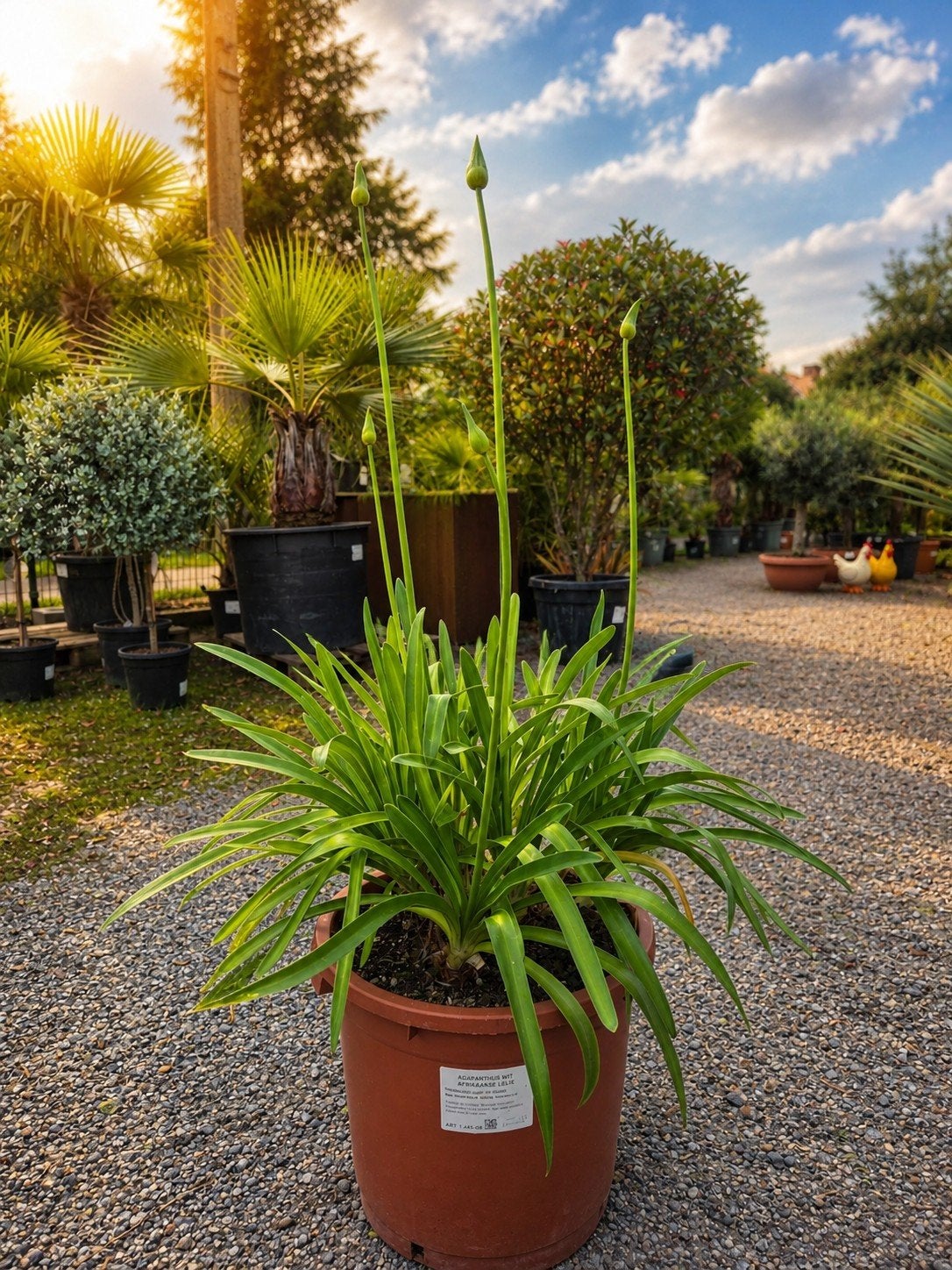 Agapanthus Wit - Afrikaanse Lelie, Tuin en Terras, Ophalen