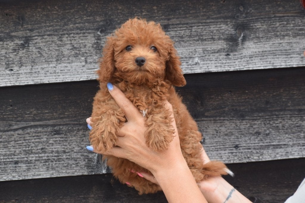 Poedel pups mooie keuze, Dieren en Toebehoren, Honden | Chihuahua's en Gezelschapshonden, Poedel, België, 8 tot 15 weken, Meerdere