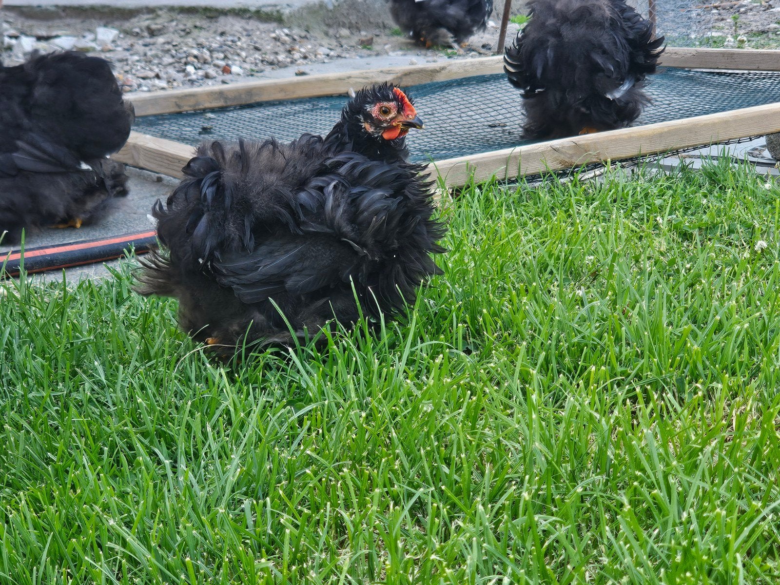 Cochinkriel haantjes, Dieren en Toebehoren