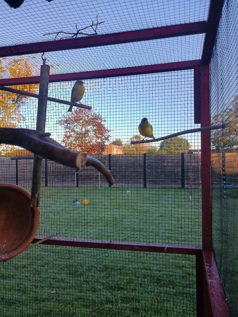 Dieren kanaries, Dieren en Toebehoren, Meerdere dieren, Kleurkanarie