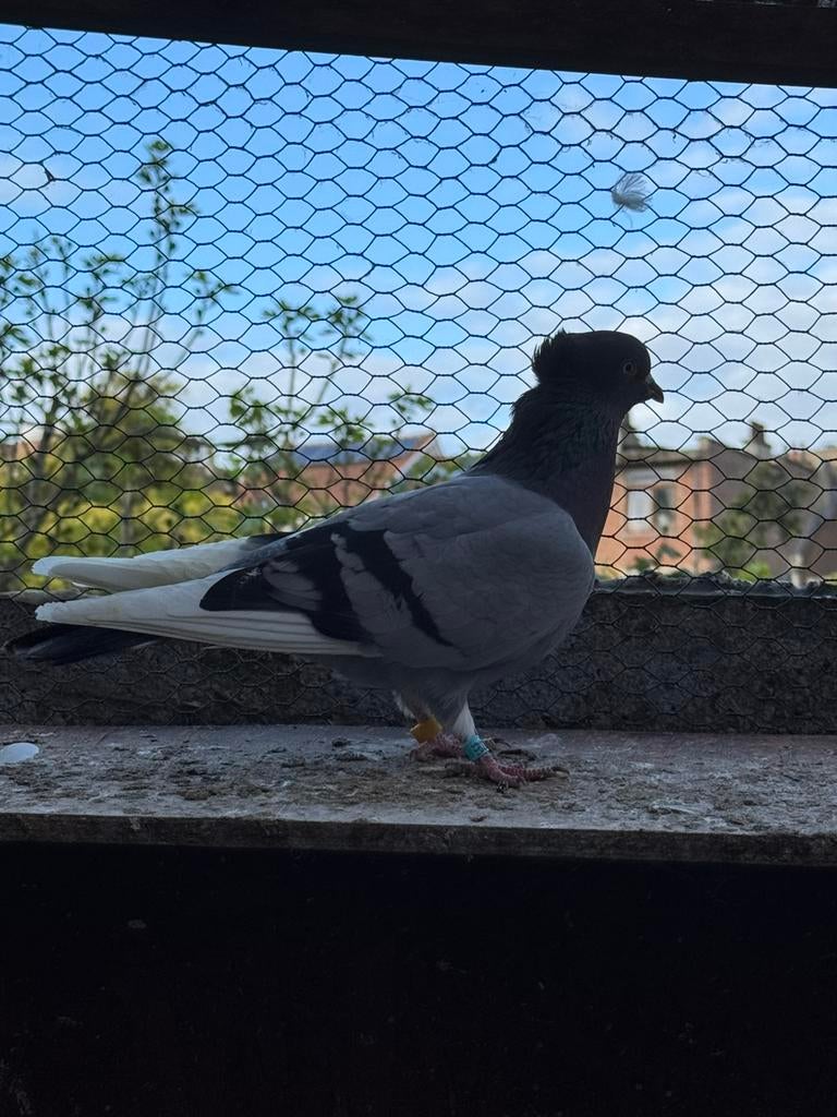 Pigeons.