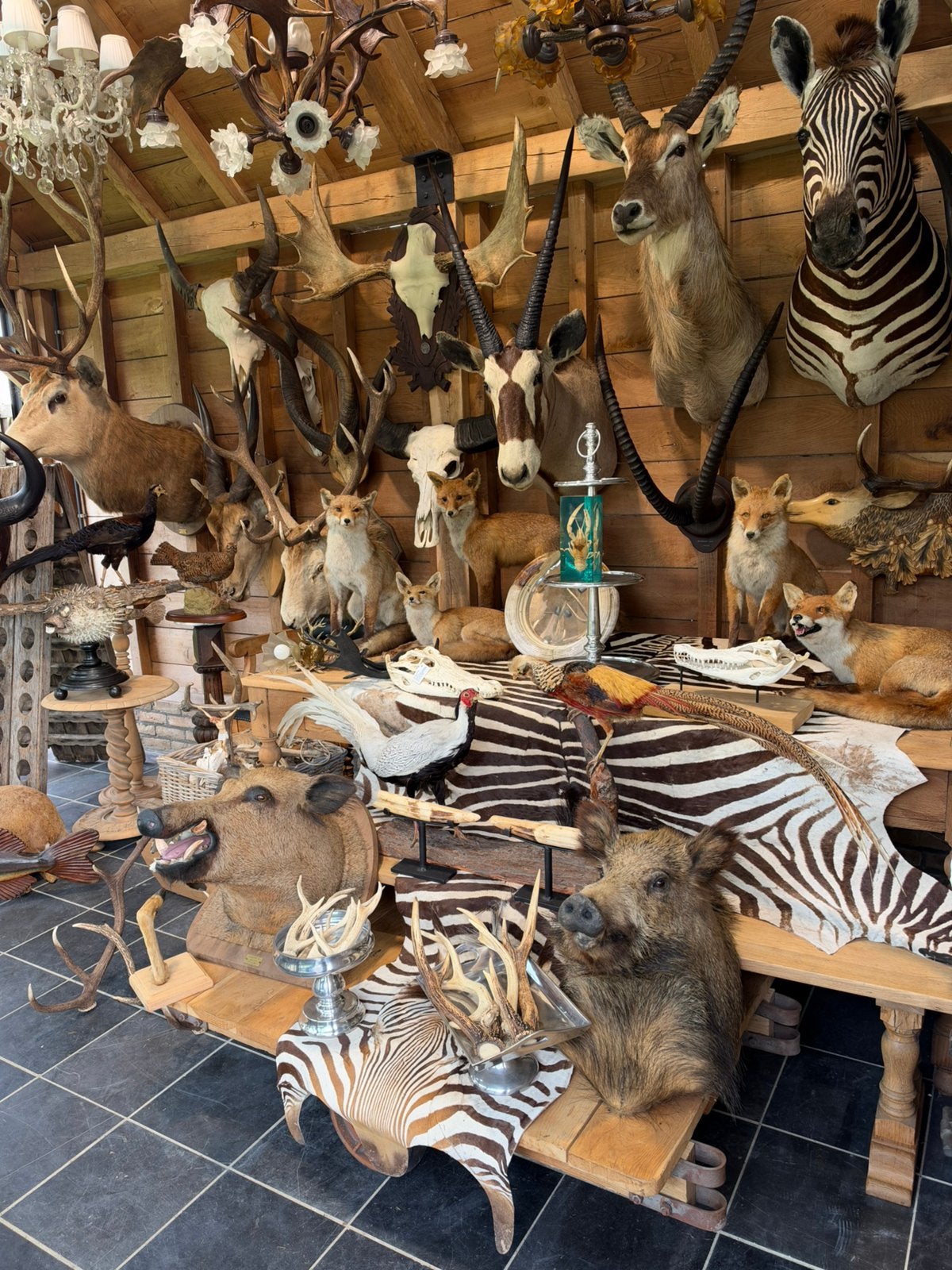 Te koop opgezette dieren, Enlèvement
