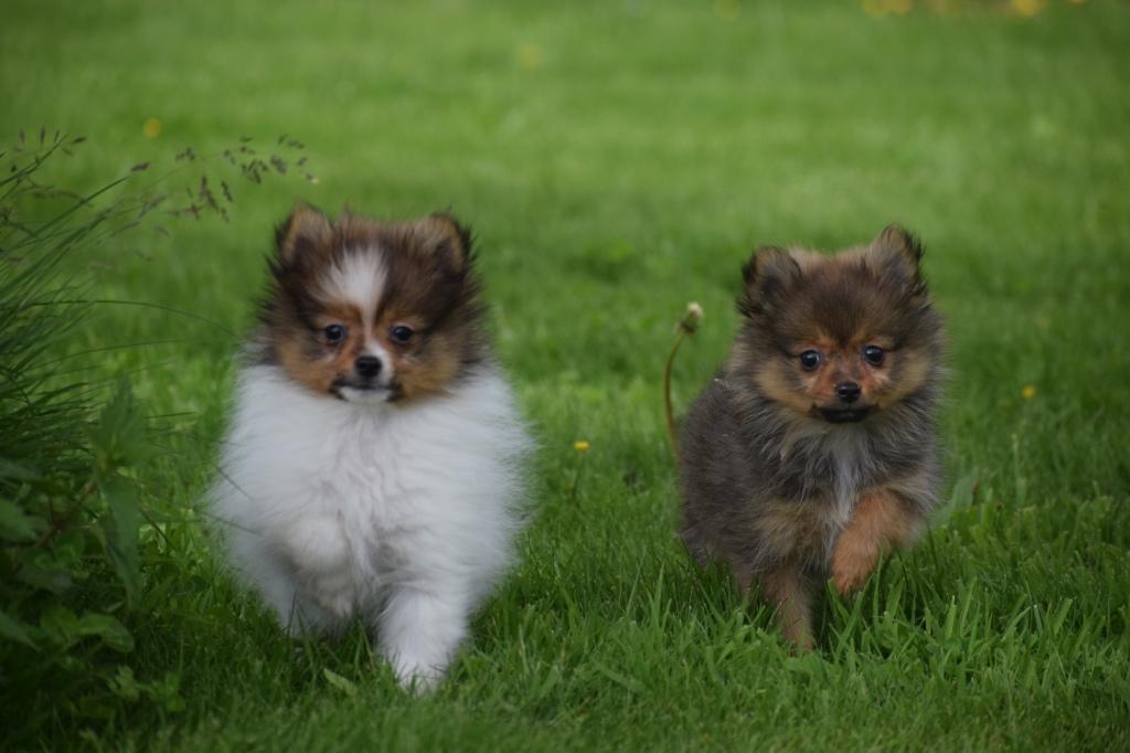 Chiots de Poméranie, de Poméranie, de Keeshond et de Spitz, Animaux & Accessoires, Chiens | Huskys, Loulous & Types primitifs