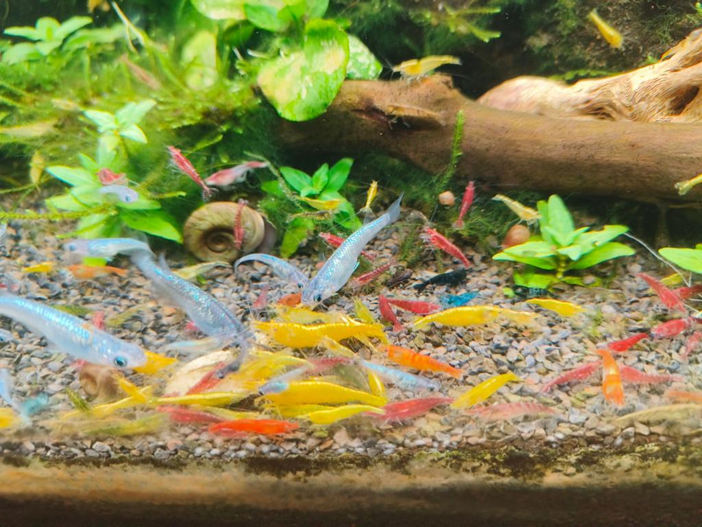 Neocaridina garnalen, Dieren en Toebehoren, Ophalen