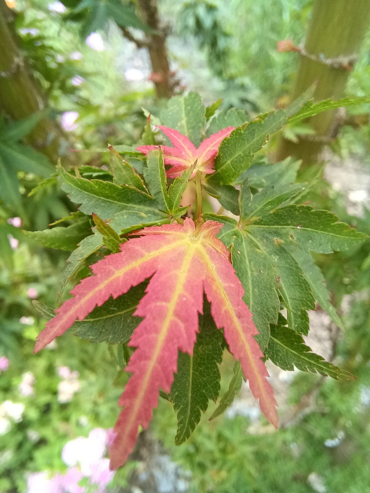 Japanse esdoorns, Tuin en Terras, Ophalen, Herfst